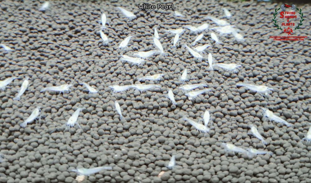 Krewetki Neocaridina White Pearl woda kranowa ZAMIANA GRATIS PROMOCJA