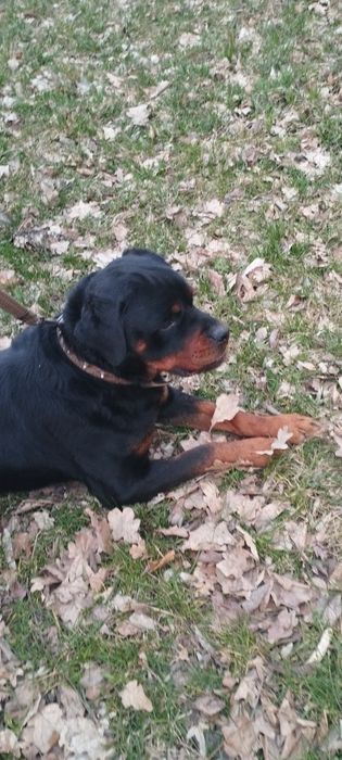 Ротвейлер (случка)