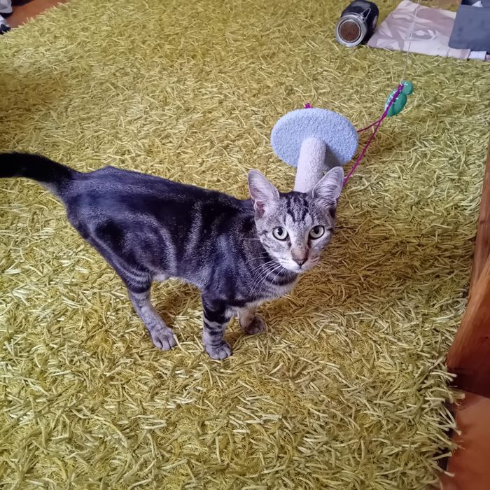 Gatinha para adopção responsável