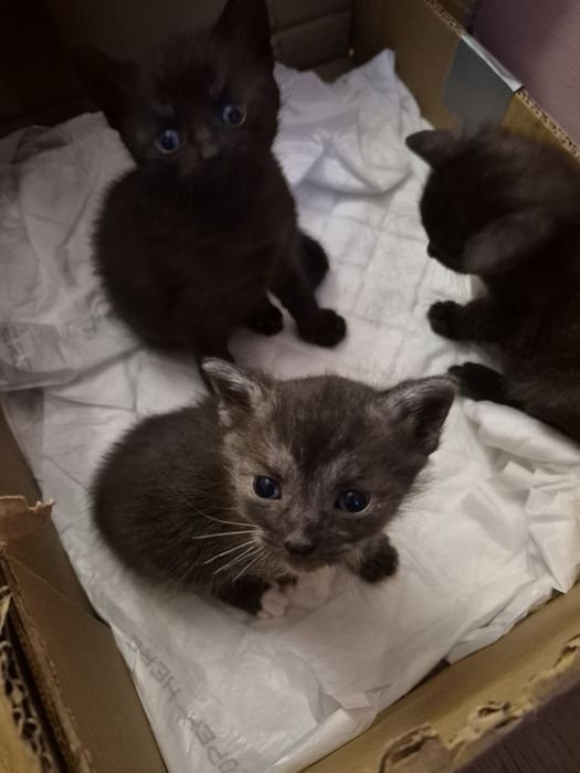 Kociaki do rezerwacji