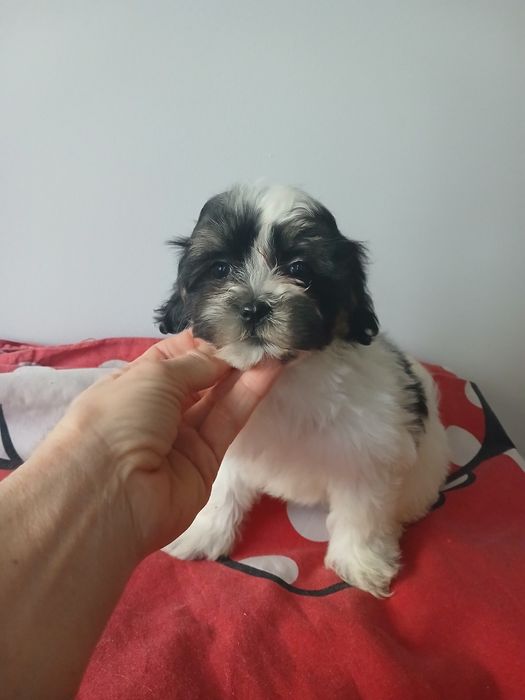 Śliczny szczeniakak malshi aktualne