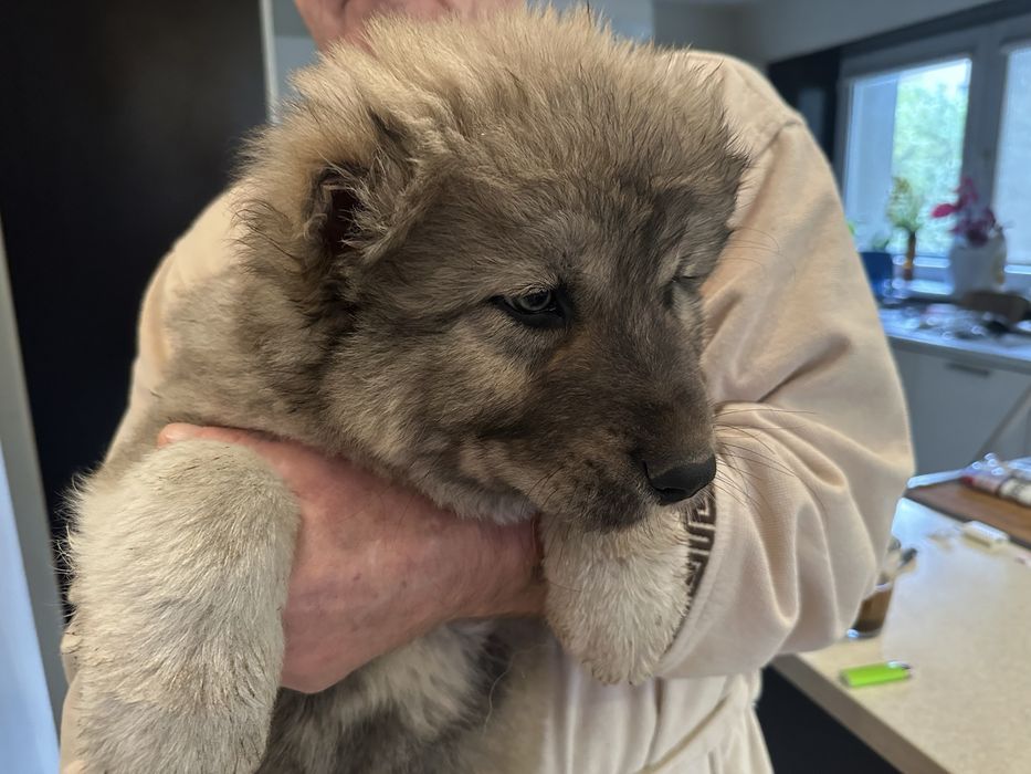 Продаж цуценят кавказькоі вівчарки