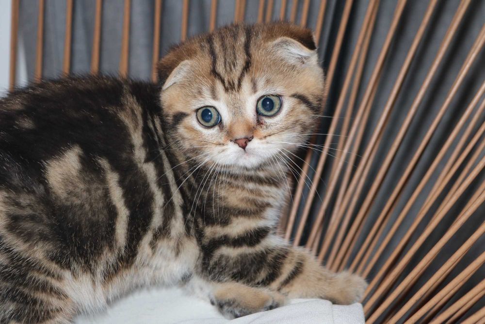 um gatinho scottish fold golden