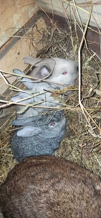 króliki młode, dwumiesięczne