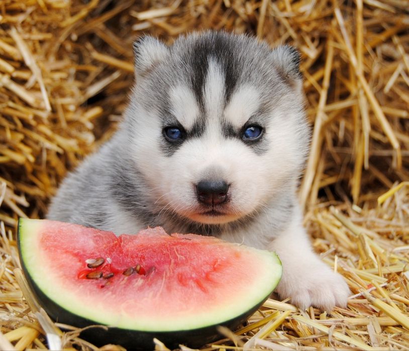 Розплідник.Гарнюні малюки хаскі.