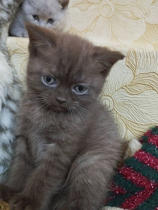 Шотландський шоколадного окрасу котик