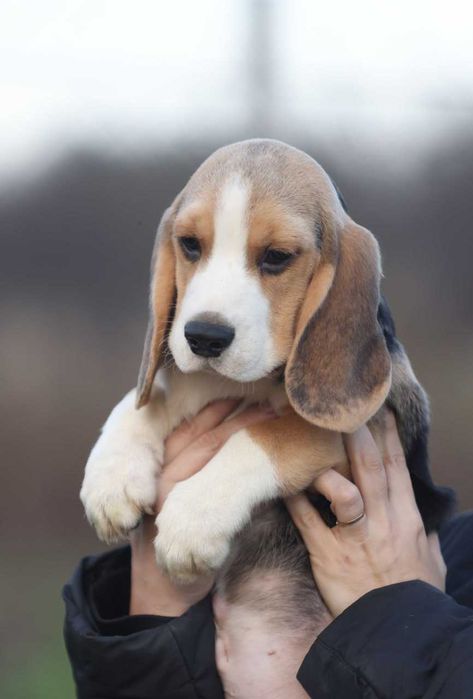 Хлопчик бігль, з розплідника  документи КСУ-FCI