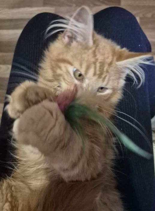 Мейн Кун хлопець