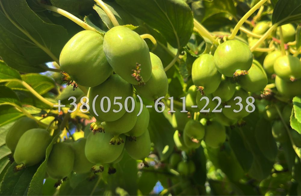 1-2-3-4летние саженцы актинидии ( мини-киви), жимолости, голубики и тд