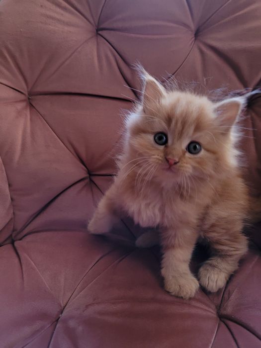 Maine Coon kotka