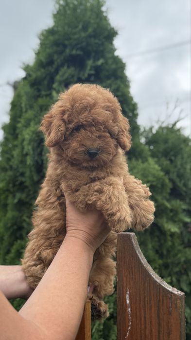 Лабубушка хлопчик тойчик