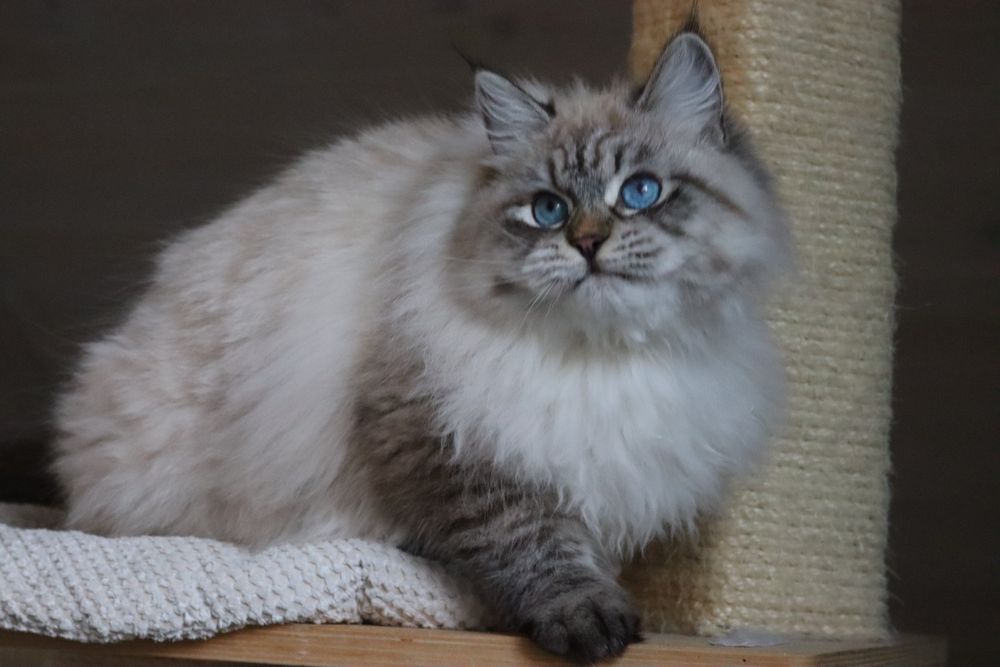 Kotka Neva Masquerade po International Champion WCF