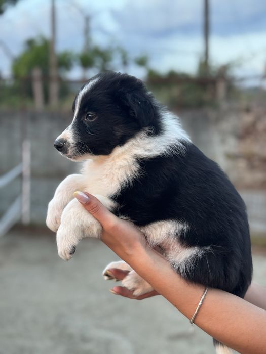 Border Collie TOP