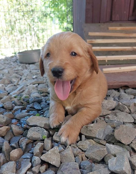 Golden retriever