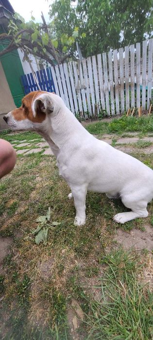 Вязка джек расел