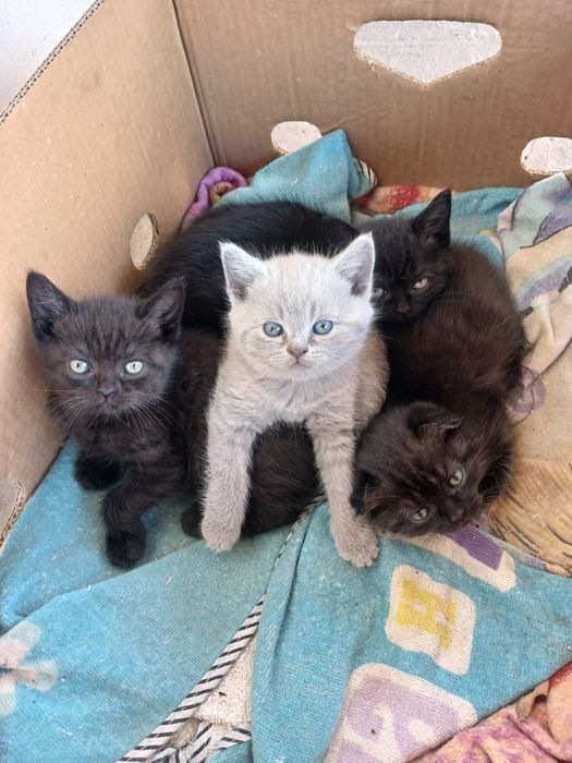 Продам котенят британці