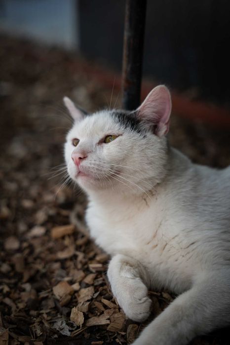 Piotr - wyjątkowo przyjazny kocur