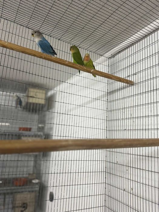 Agapones novos super bonitos