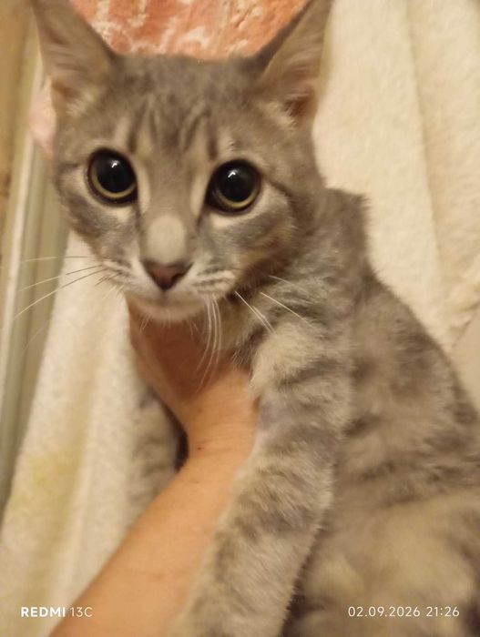 Кошеня хлопчик 5 міс (Грей) шукає дім