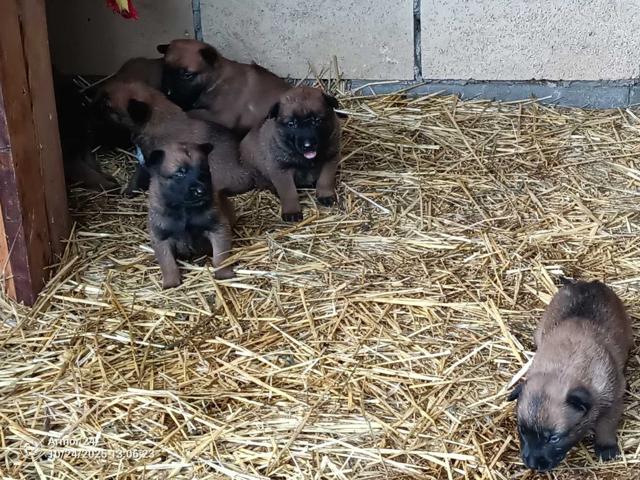 малінуа документи всі впорядку