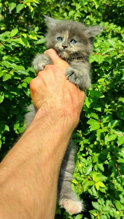 Мейнкуны Котята мейнкуна