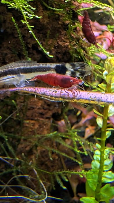 Krewetki Neocaridina Sakura Red