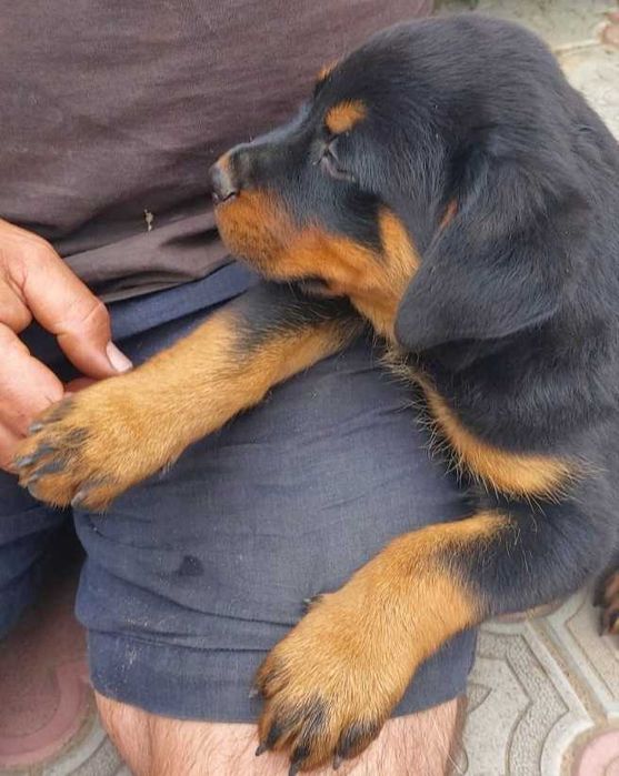 Продам чистокровних цуценят ротвейлерів