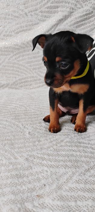 Pinczer miniaturowy . Ratler