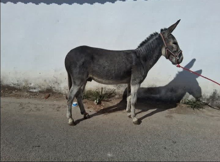 Vendo burro inteiro