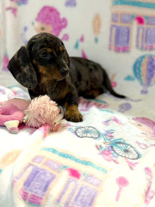 Teckel excelente menina Arlequim miniatura