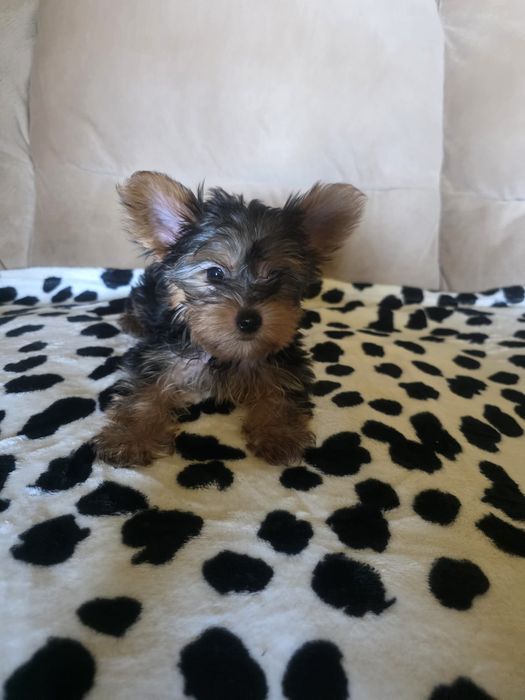 Yorkshire Terrier chłopczyk
