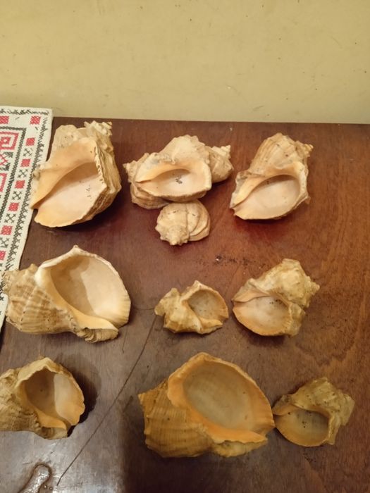 Продаю ракушки ціна 150 грн за всі