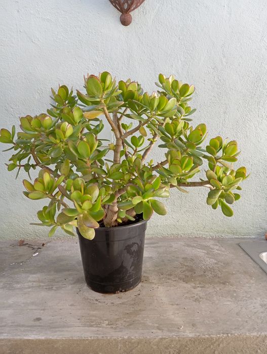 Planta Suculenta 62cm