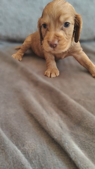 Cocker spaniel angielski suczka