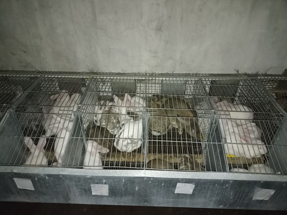 Продам кроликів Термонці.