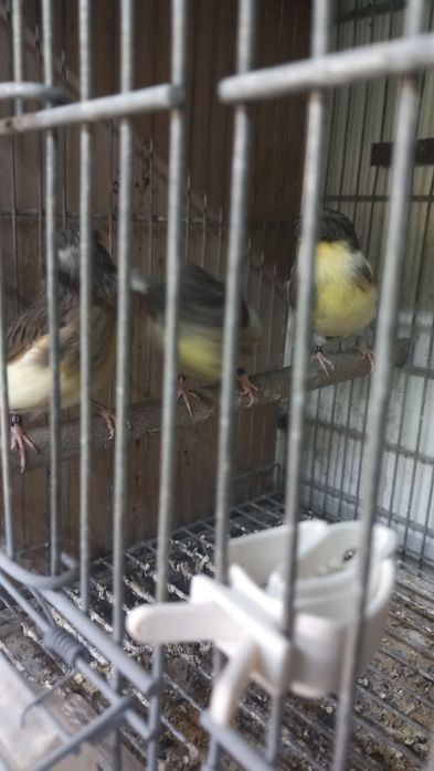 Vendo canários glostas e frisado