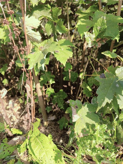 Klon jawor 160cm - 180 cm.