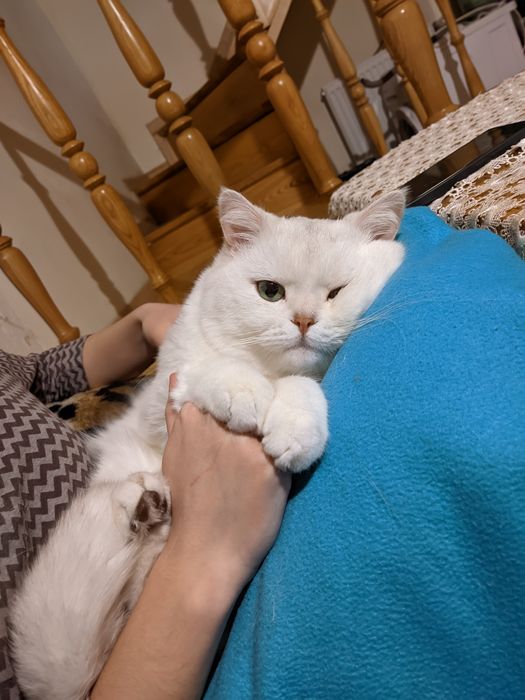 В'язка  чемний кіт шукає наречену