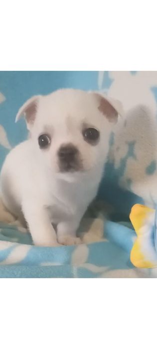 Продам чудового хлопчіка чихуахуа білого кольору
