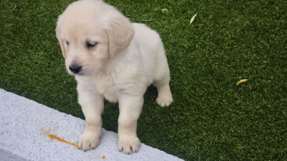 Golden  Retriver disponíveis