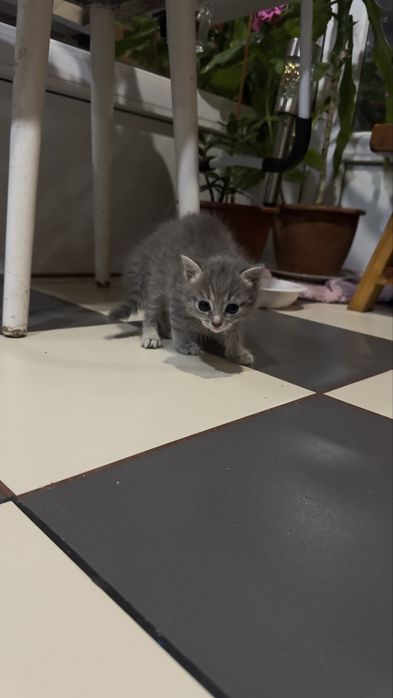Кошенятко Шукає родину ,милий хлопчик