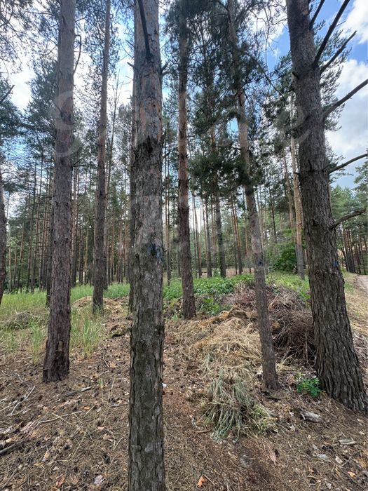 Продам НАЙКРАЩІ ділянки в МАЛЬОВНИЧОМУ місці, 27соток ,с.Проців, ЛІС