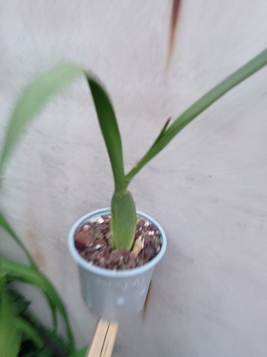 Орхидея Камбрия.