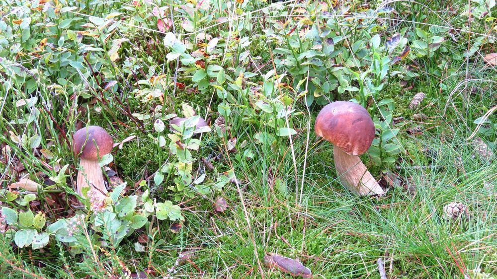 Grzyby  suszone - prawdziwek / borowik.