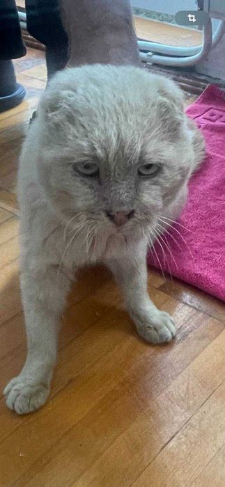 Знайшовся кіт. місто Золочів