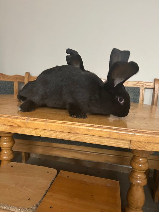 Продам кролики вік 3 місяці