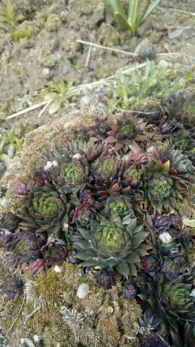 Сукуленти сукуленти