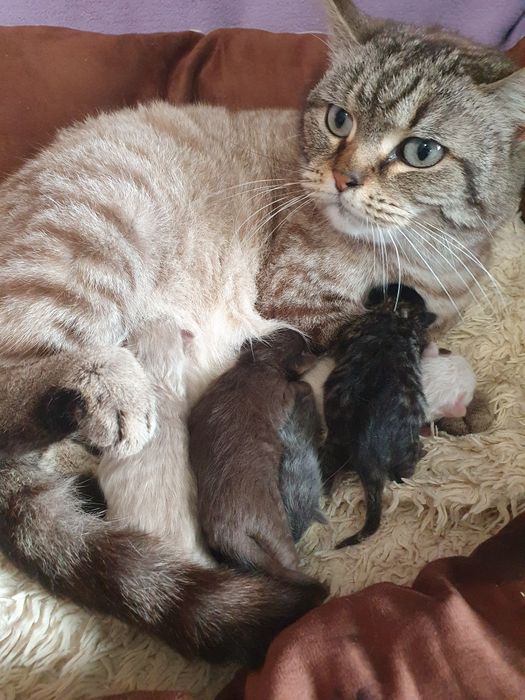 Шоколадный котик