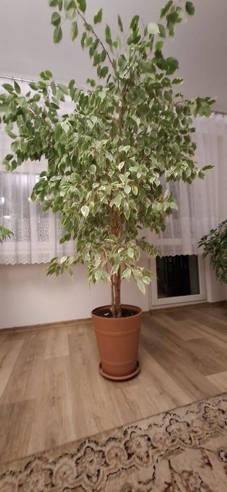 Sprzedam kwiat  fiskus benjamina