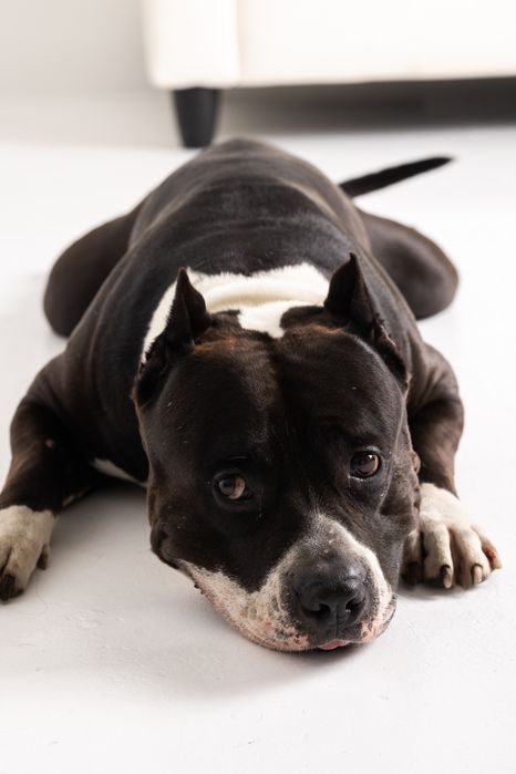 Кобель для вязки